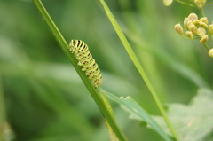 Papilio machaon