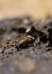 Muscoidea