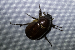 Scarabaeidae
