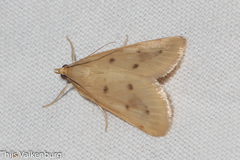 Achyra nudalis