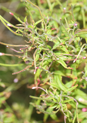 Epilobium coloratum