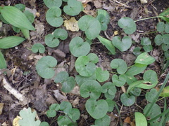 Asarum europaeum