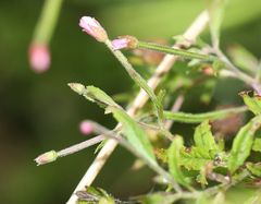 Epilobium coloratum