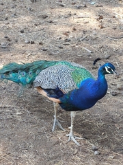 Pavo