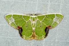 Comibaena albimarginata