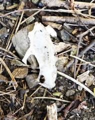 Vertebrata
