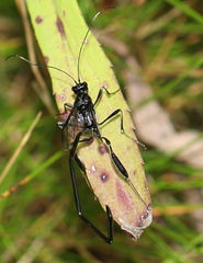 Pelecinus polyturator