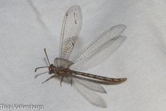Neuroleon ochreatus