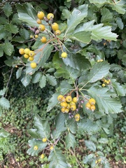 Scandosorbus intermedia