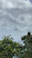 Pteropus seychellensis seychellensis