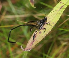 Pelecinus polyturator