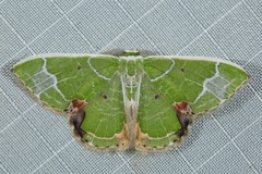 Comibaena albimarginata