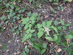 Actaea spicata