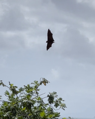 Pteropus seychellensis seychellensis