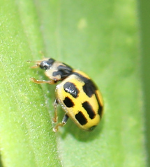 Propylea quatuordecimpunctata