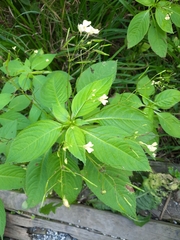 Impatiens parviflora
