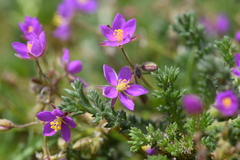 Spergularia
