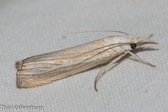 Metacrambus pallidellus