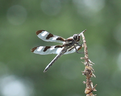 Libellula pulchella