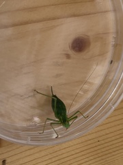 Leptophyes punctatissima