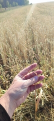 Panicum miliaceum ruderale