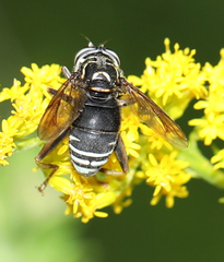 Spilomyia fusca