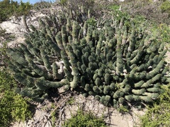 Euphorbia caput-medusae