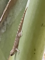 Lepidodactylus lugubris