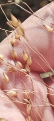 Panicum miliaceum ruderale