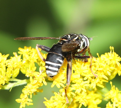 Spilomyia fusca