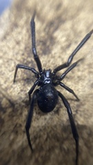Latrodectus