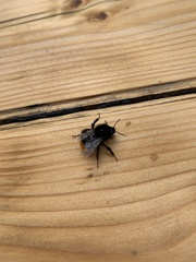 Bombus lapidarius