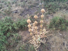 Gentiana lutea aurantiaca