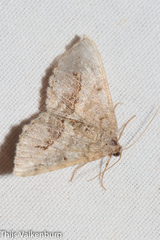 Chiasmia aestimaria
