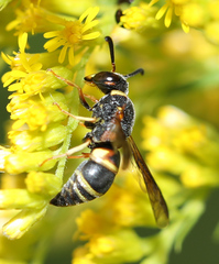 Euodynerus hidalgo boreoorientalis