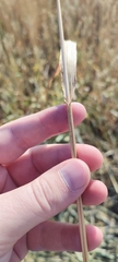 Panicum miliaceum ruderale