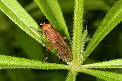 Tetanocera