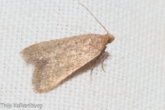 Bostra obsoletalis