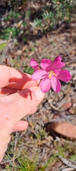 Ixia stricta