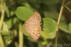 Junonia atlites
