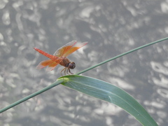 Brachythemis contaminata