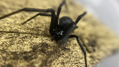 Latrodectus
