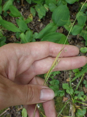 Carex sylvatica