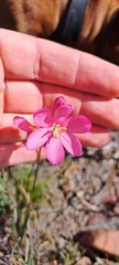 Ixia stricta