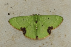 Comibaena fuscidorsata