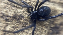 Latrodectus