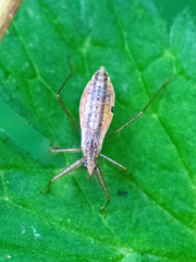 Nabis limbatus