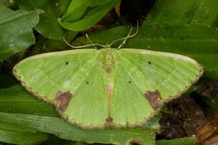 Comibaena fuscidorsata