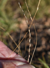 Tripogonella loliiformis