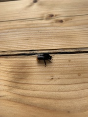 Bombus lapidarius